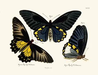 Papillons