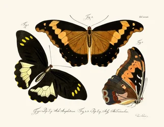 Papillons