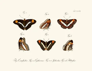 Papillons, 1783-1806