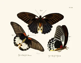 Papillons, 1783-1806