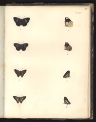 Papillons, Pl. XXIV, illustration de Recueil d