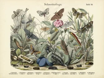 Papillons, vers 1860