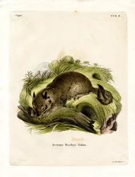 Spermophile de Californie