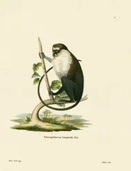 Singe Mona de Campbell