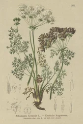 Carotte sucrée (Athamanta cretensis)