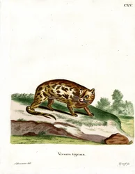 Genette du Cap