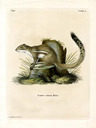 Écureuil terrestre du Cap