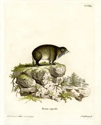 Daman du Cap