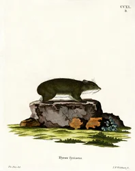 Daman du Cap