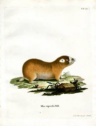 Rat-taupe du Cap