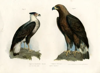 Caracara, 1864