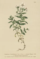 Oreille de souris de Carinthie (Cerastium Carinthiacum)