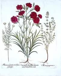 Carnation, Cat Thyme et Common Lavender Cotton, de Hortus Eystettensis, par Basil Besler, pub. 1613