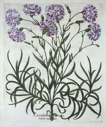 Œillet, de Hortus Eystettensis, par Basil Besler (1561-1629), pub. 1613