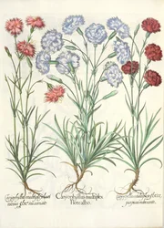 Œillets : 1.Caryophyllus multiplex flore albo ; 2.Caryophyllus multiplex laciniosus flore incarnato ; 3.Caryophyllus multiplex flore purpureo rubescente, du Hortus Eystettensis par Basil Besler