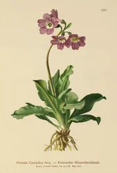 Primevère carniolienne