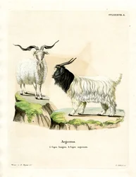 Chèvre cachemire