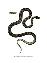 Serpent chat