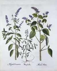 Cataire et herbe à chat, de Hortus Eystettensis, par Basil Besler (1561-1629), pub. 1613