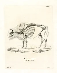 Squelette de Bétail