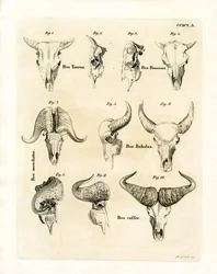 Crânes de bovins