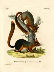 Écureuil du Caucase