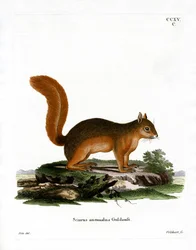 Écureuil du Caucase
