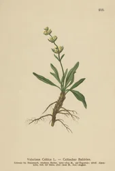 Nard celtique (Valeriana celtica)