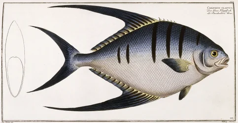 Chaetodon Glaucus, 1785-1788