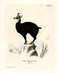 Chamois