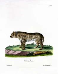 Guépard
