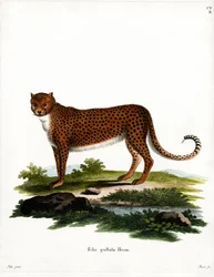 Guépard