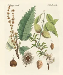 Châtaignes et amandes