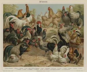 Poules