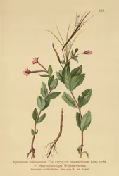 Épilobe à feuilles de mouron (Epilobium alsinefolium, Epilobium origanifolium)