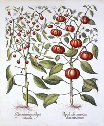 Chili Pepper [Nightshade Family], de Hortus Eystettensis, par Basil Besler, pub. 1613
