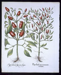 Plantes de piment, du Hortus Eystettensis par Basil Besler (1561-1629), pub. 1613 (gravure en couleur)