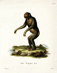 Chimpanzé