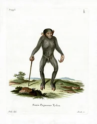 Chimpanzé