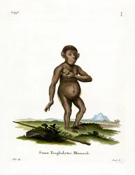 Chimpanzé
