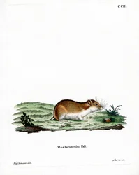 Hamster rayé chinois