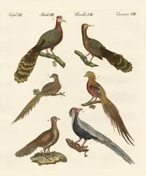 Oiseaux chinois