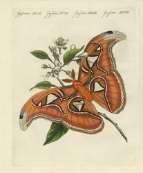 Papillons chinois