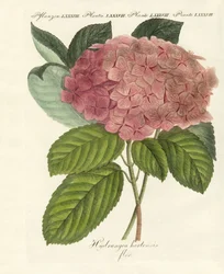 Fleurs chinoises