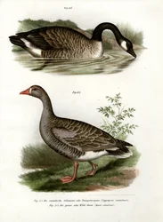 Oie de Chine, 1864