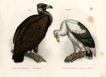 Vautour moine, 1864