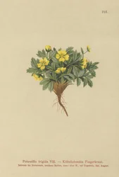 Potentille (Potentilla frigida)