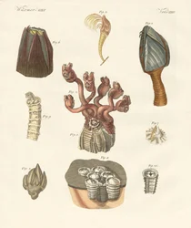 Cirrhipodes, vers à soies ou brachiopodes