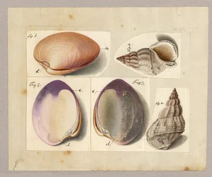 Palourde et escargot de mer : Venus Mercenaria Linnaei, Buccino glacioli Linnaei, 1785