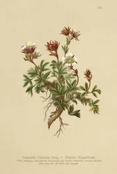 Potentille de Clusius (Potentilla Clusiana)